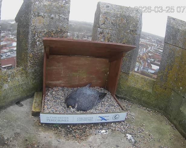 The female peregrine falcon is keeping the eggs warm
