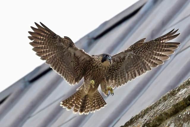 A juvenile peregrine falcon hovers with wings fully spread as it prepares to land on the stone ledge of Chichester Cathedral. Its feathers fan out in the light, showing detailed brown and cream markings.