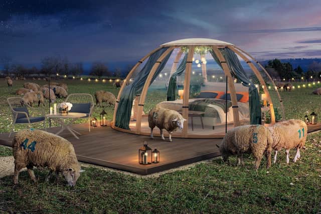 The 'private sleep dome' lets people count real sheep in the Sussex countryside in Pyecombe