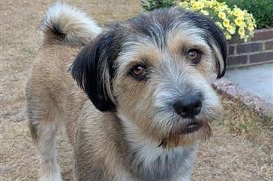 Oti is a fun-loving, affectionate, intelligent, active boy. He is seeking an owner who is understanding of dog body language and behaviour as he can resource guard some items, according to Raystede. He is also incredibly affectionate and likes to think he is a lap dog, so would like a home with more company. Oti is sociable and outgoing towards new people. He can be worried by larger dogs, but is more confident with canines his own size or smaller. Raystede said Oti is going through adolescence so can struggle with emotional regulation and have times of over arousal, mouthing and hyperactive periods. He knows a variety of cues and loves to learn and engage with his people.