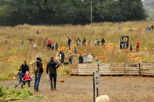 Families choosing their pumpkins to take home
Picture: Sarah Standing (251023-2246)