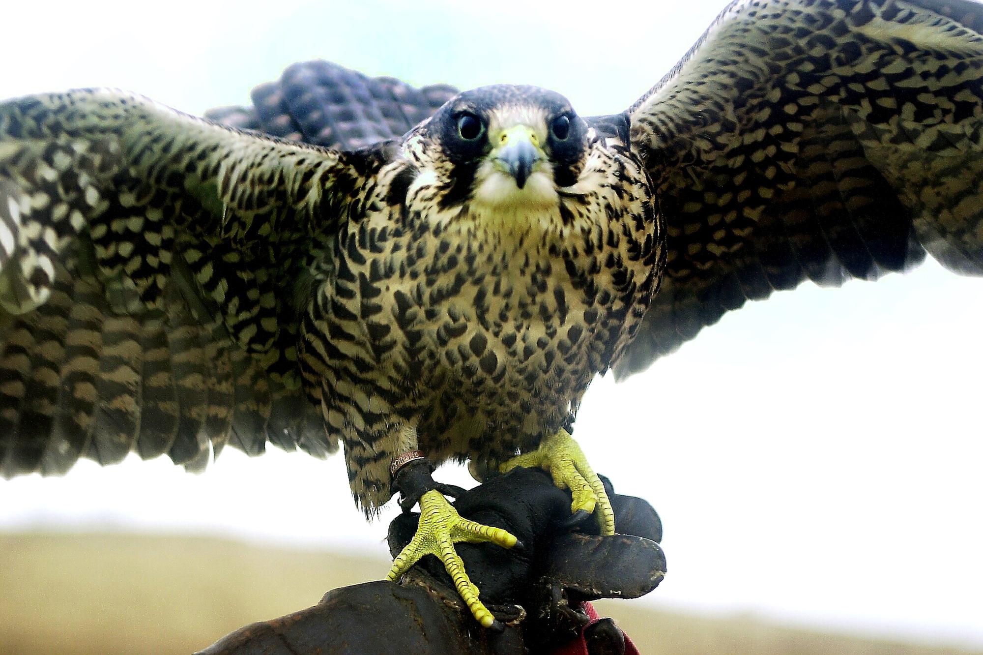 World’s fastest creatures set to celebrate 25th anniversary of ...