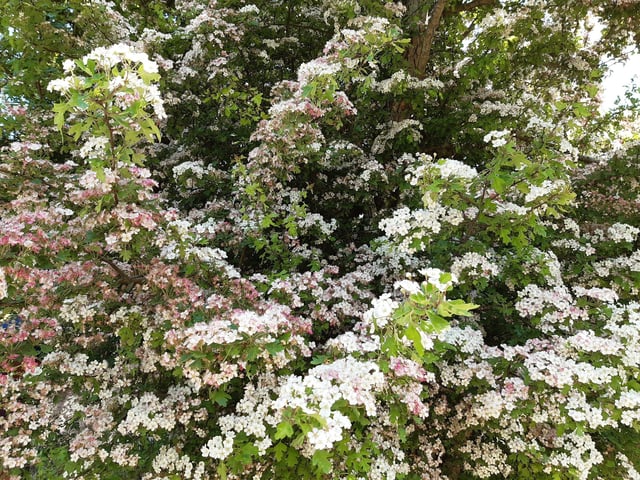 May Blossom in the South Downs National Park at Castle Hill Nature Reserve on June 5, 2023