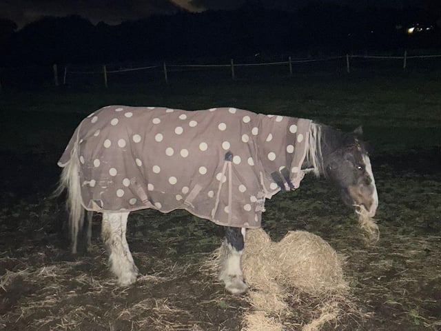 Trio was checked over by a vet before being given the all clear - and a welcome bale of hay