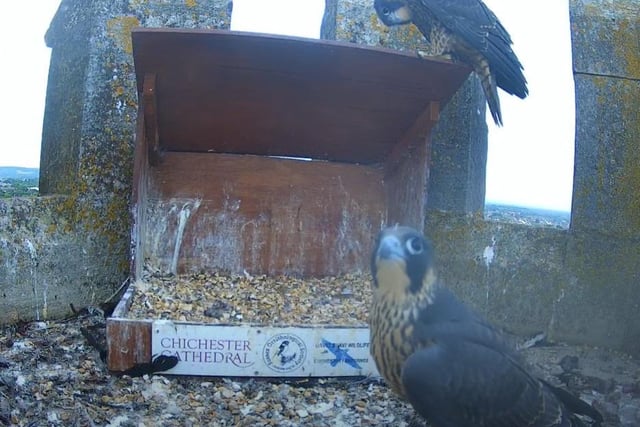 Both chicks keeping an eye on the nest webcam on Thursday afternoon