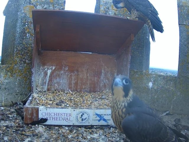 Both chicks keeping an eye on the nest webcam on Thursday afternoon