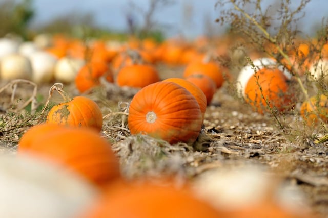 The popular Sompting Pumpkins picking patch