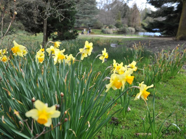 Spring blooms at Sheffield Park and Garden National Trust property
