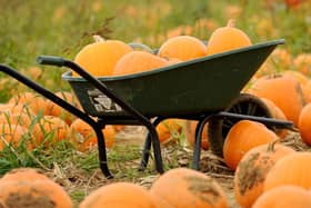 Pumpkin Patch (Image: Sarah Standing)