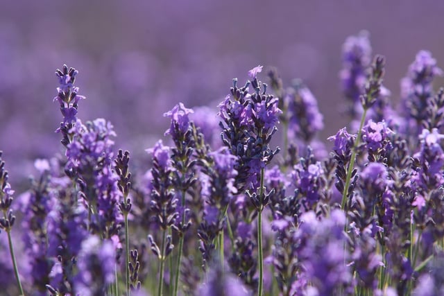 Stunning lavender DM22070301a.jpg