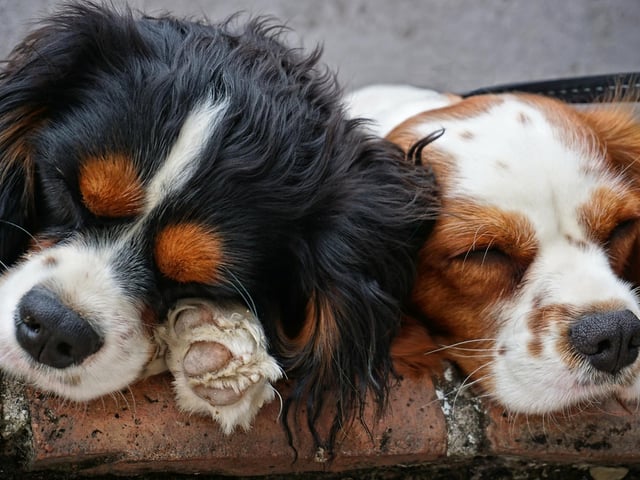 Dogs snuggle up to each other like any other family animal for warmth, comfort, and security. A cuddle shows they would rather be snuggled with you than anywhere else. A true trusting love cuddle is one where your dog sleeps soundly and remains super relaxed, whatever goes on around them. They trust you as much as love you, meaning They can deal with the comings, goings and noises of daily life.