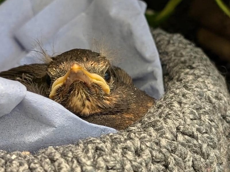 Baby bird