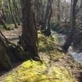 Ifield Brook Meadows within the ancient Parish of Ifield