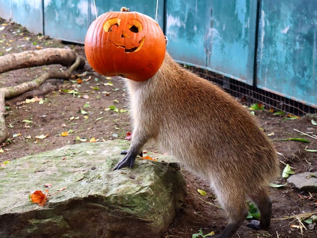 Drusillas Park's ‘pumpkin head photoshoot challenge’