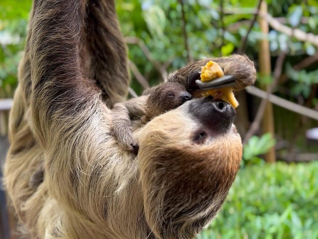 Baby sloth at Drusillas Park in East Sussex