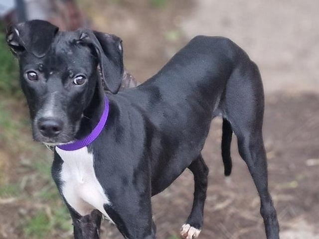 Onyx needs a home with at least one other dog in a rural environment. Arundawn said she is currently settling in at the sanctuary and is 'learning the ropes of how to be a good dog'. Onyx is scared of new people - especially men - but this is improving each day, the rescue said.