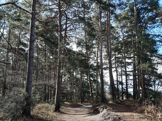 Follow the path round through the trees...
