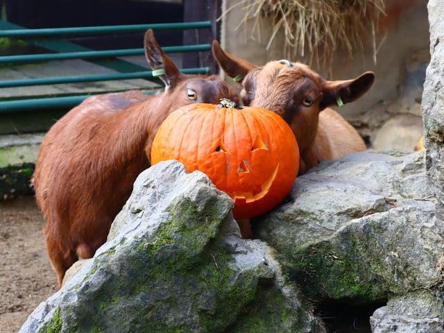 Drusillas Park's ‘pumpkin head photoshoot challenge’
