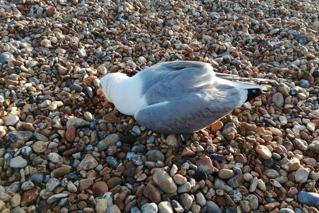 A woman from Hastings has called for ‘help’ after finding several dead seagulls in the past few weeks, and is concerned that somebody may be ‘shooting or poisoning’ the birds.