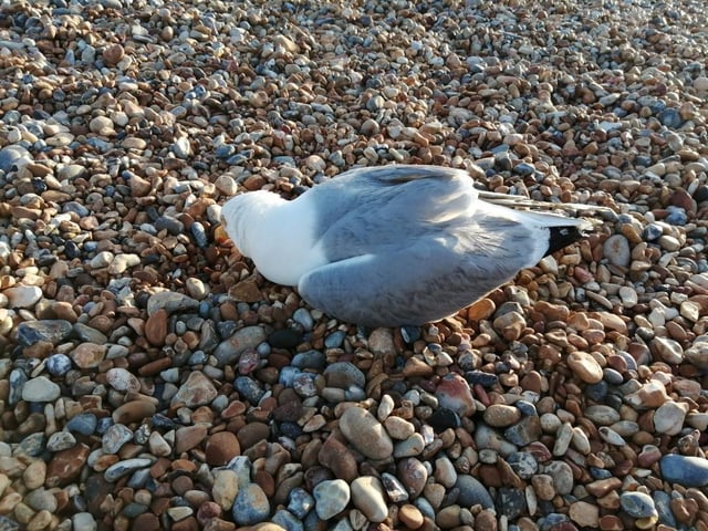 A woman from Hastings has called for ‘help’ after finding several dead seagulls in the past few weeks, and is concerned that somebody may be ‘shooting or poisoning’ the birds.