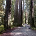The world's largest trees - giant redwoods - are thriving in Sussex, according to a new study by The Royal Society