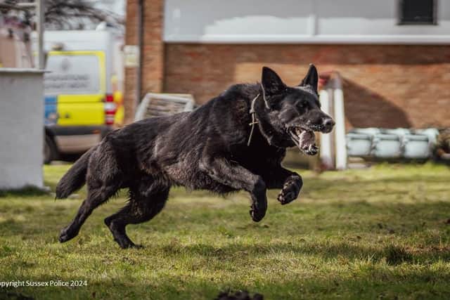PD Tsar. Picture: Sussex Police