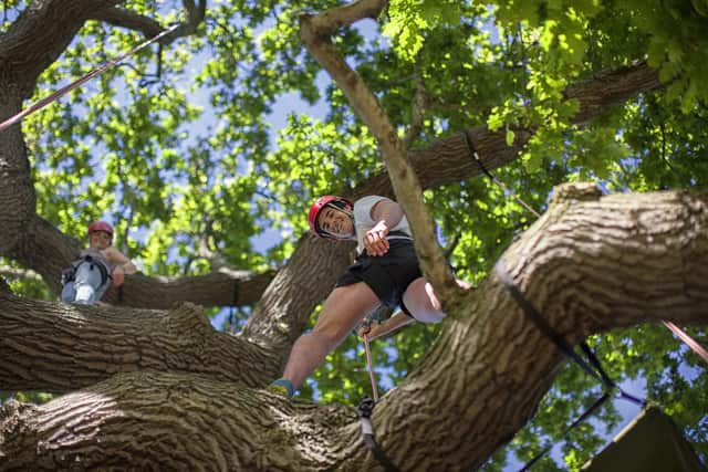 Shout it from the treetops - family fun starts here