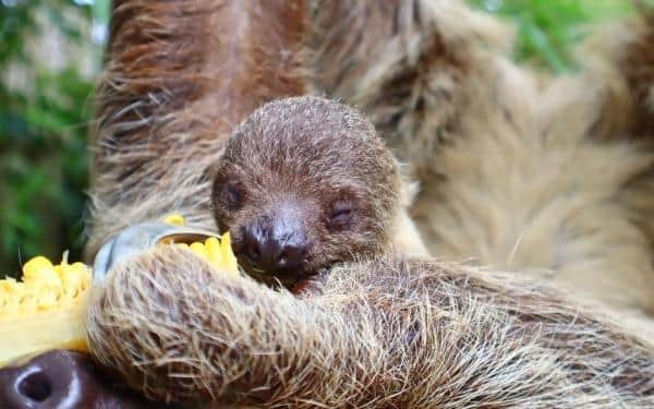 Drusillas Zoo in East Sussex is giving away a once-in-a-lifetime opportunity to one lucky visitor – a close encounter experience with their new baby sloth, to raise money for sloths in the wild. Picture: Drusillas