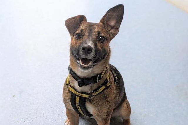 Scrappy is a fun, one-year-old Terrier with a cheeky character and lots of energy. Dogs Trust are keen to find him a home with active adopters, who have an interest in reward-based training, as Scrappy loves to learn! He would best be suited to a home with secondary-school aged children who are confident around lively pooches, and who could allow him some space when he is first settling into his new routine. Easily overwhelmed in the presence of other dogs, Scrappy will need to be the only pet at home and is unable to live where there are any neighbouring dogs. A garden of his own is essential so that he can enjoy a good, off-lead run about.