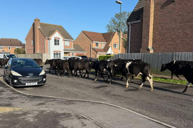 A herd of cows took a stroll down a residential road in Middleton-on-Sea – prompting an unusual call-out for police officers.