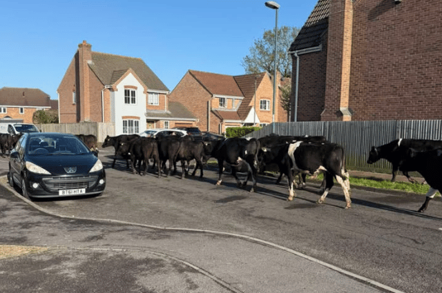 A herd of cows took a stroll down a residential road in Middleton-on-Sea – prompting an unusual call-out for police officers.