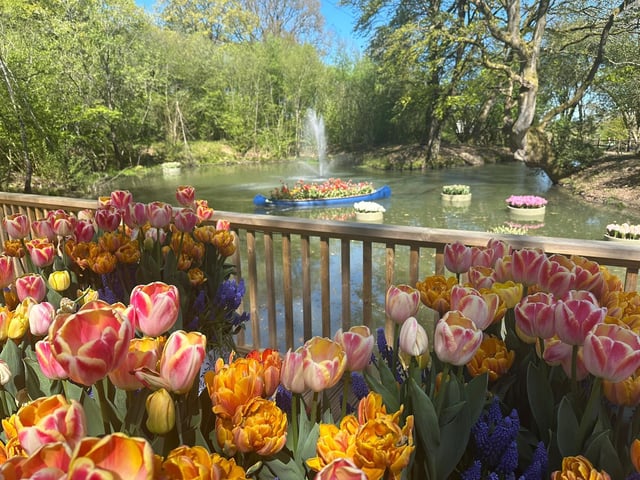Tulleys Tulip Fest celebrates the arrival of spring with 1.5 million blooms in the fields