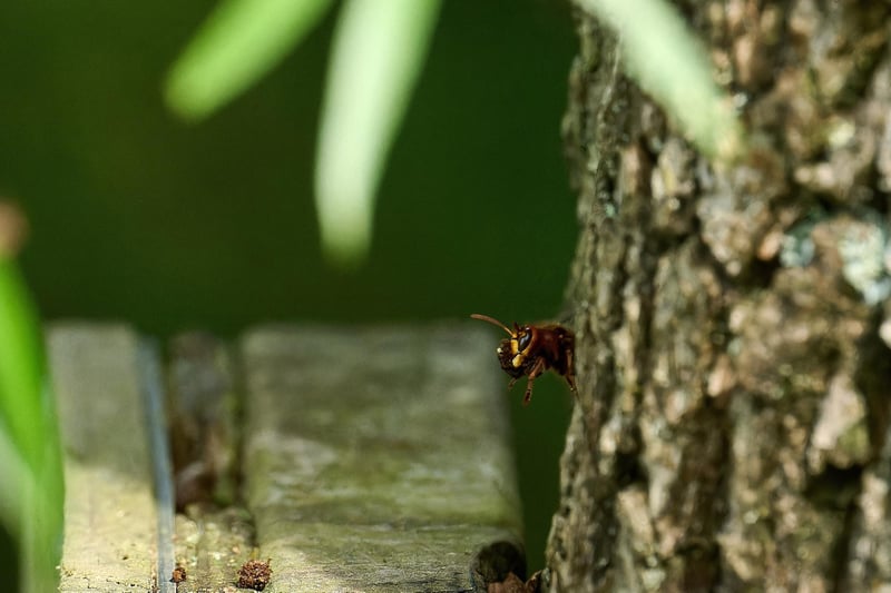 Photographer Brian Dandridge captured these images of hornets on Ditchling Common