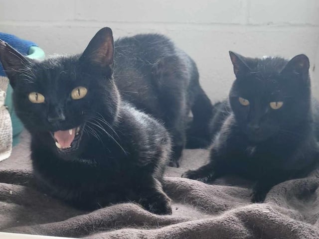 Nine-year olds Mango and Ralf need a new home together. Both are very friendly. Mango is more outgoing, whereas Ralf takes a little more time to shine. They need to be the only pets and could be homed with children over ten.