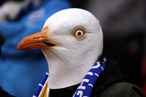 Stoke City vs Brighton FA Cup: The Seagulls flew north