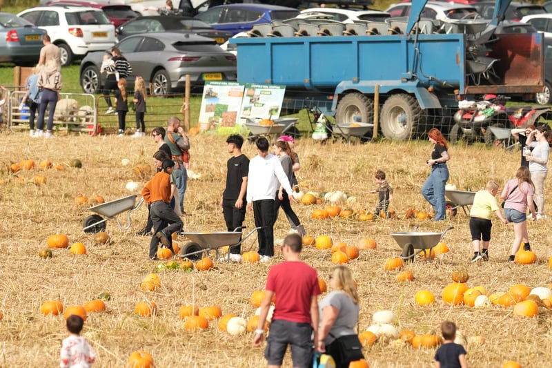 Based at Lychpole Farm just off the A27, family-run picking patch Sompting Pumpkins is open for business again this year. Picture: Eddie Mitchell
