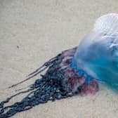 Portuguese Man o' War jellyfish which has a painful sting