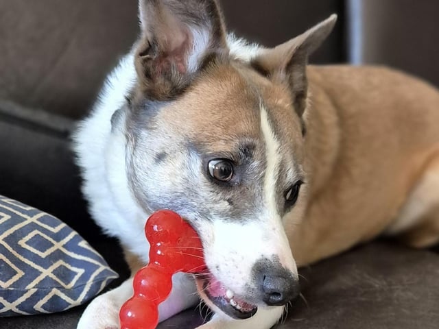A rescue dog who spent nearly three years in kennels has found a loving home, after staff at a Sussex animal charity launched a daily TikTok campaign.