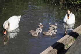 Swan family in Hampden Park.