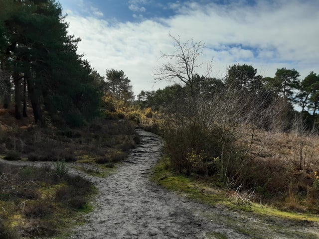 ...and on through the heath.