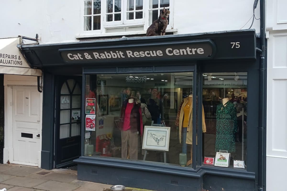 'It drew quite a crowd' - Irony was not lost on Chichester shoppers as ...