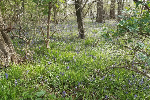 Bluebells in Capite Wood on the Wiston Estate and America Wood east of the A24 in Ashington on April 26, 2023