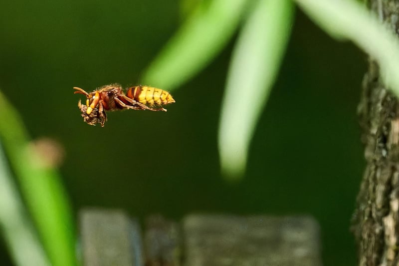 Photographer Brian Dandridge captured these images of hornets on Ditchling Common