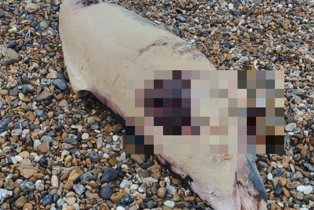 Military veteran Hamish Neathercoat said he was ‘extremely concerned’ to find a dead dolphin washed up on Climping beach at 10am on New Years’ Day (Monday). Photo contributed