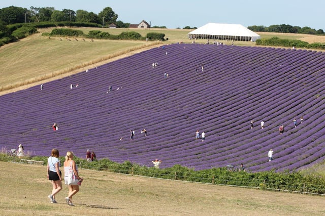Exploring the lavender fields. DM22070280a.