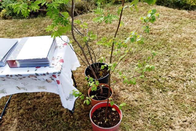 The trees ready to be planted