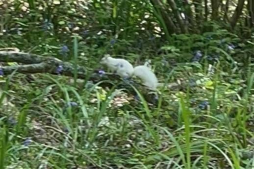 Nick Bayly, editor of Golf News, says he has seen a white squirrel several times at Horsham Golf Course off Worthing Road