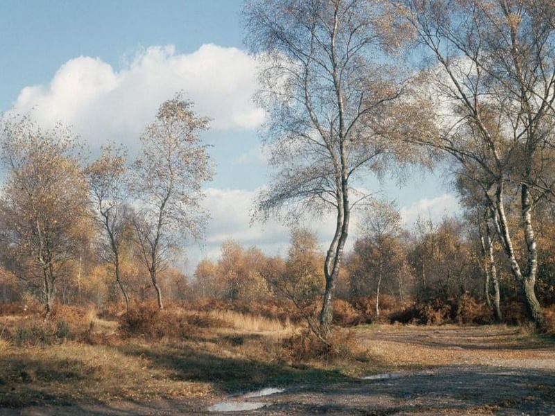 Ashdown Forest is an ancient area of open heathland occupying the highest sandy ridge-top of the High Weald Area of Outstanding Natural Beauty.