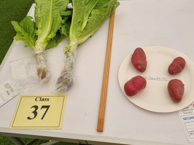 The Ogilvie Cup went to David Radford for the Exhibiter Gaining Most points for Vegetables in Spring and Summer Shows