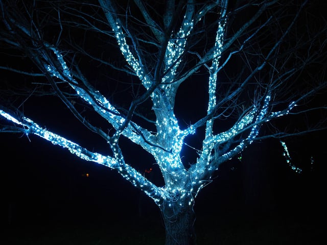 Westfield Christmas lights 2024. Photo by Frank Copper. The event this year has been scaled back significantly.